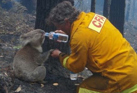 A CFA firefighter feeds water to a thirsty koala who he has found whilst fighting a bushfire.