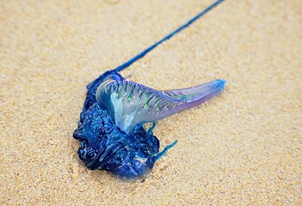 A bluebottle jellyfish washed up on the sand at the beach.